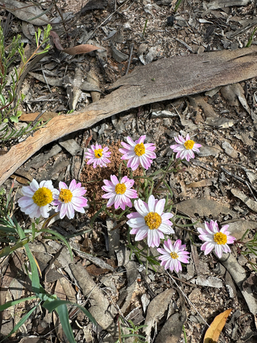 Lawrencella rosea