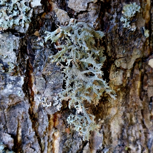 tree moss