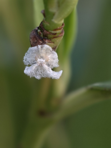 Brown Winged Plant Hopper