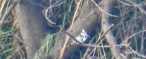 iNaturalist image