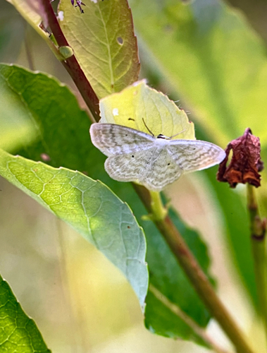 Scopula incanata