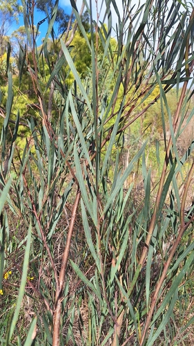 Acacia iteaphylla, photograph 4