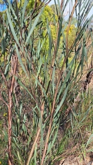 Acacia iteaphylla, photograph author not stated, no rights reserved