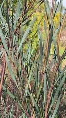 Acacia iteaphylla, photograph author not stated, no rights reserved