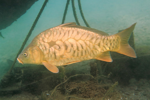 European Carp