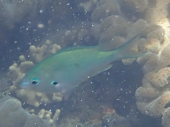 Black-axil chromis