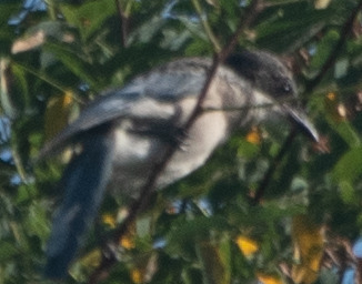 Azure-winged Magpie