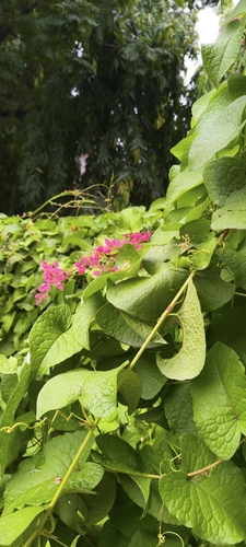 Antigonon leptopus, photograph 5