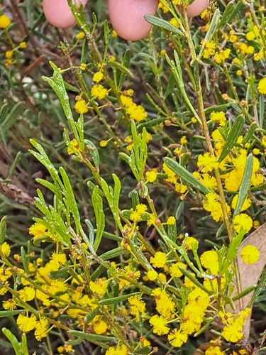 hard-leaf wattle