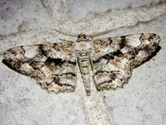 Peribatodes umbraria
