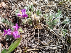 Oxytropis multiceps