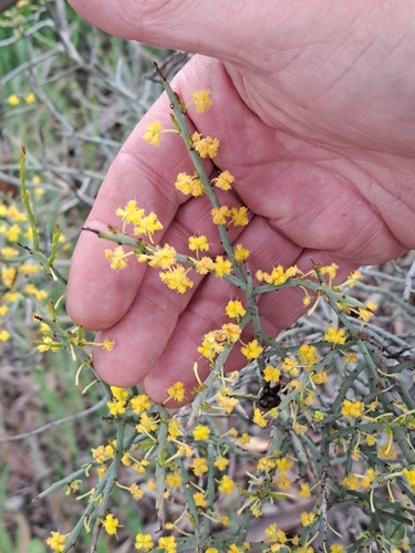 spiny wattle