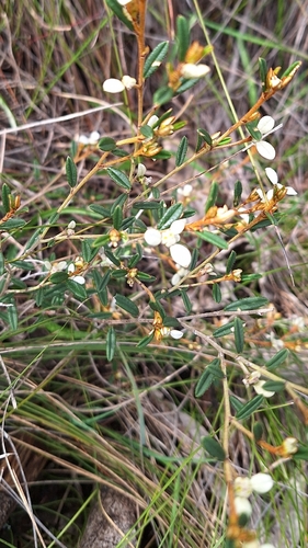 Spyridium vexilliferum, photograph 5
