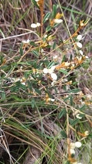 author not stated, no rights reserved Spyridium vexilliferum, photograph author not stated, no rights reserved