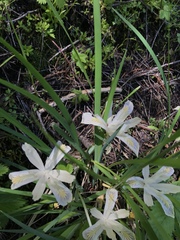 Iris chrysophylla