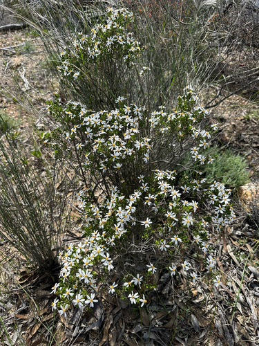 Mueller Daisy-bush