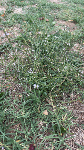 Common vervain