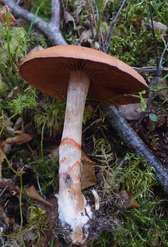 red-banded webcap