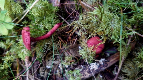 bloodred webcap