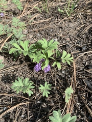 Hydrophyllum alpestre