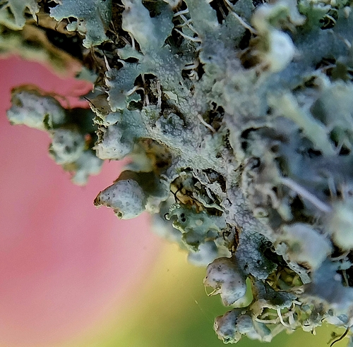 Hooded Rosette Lichen