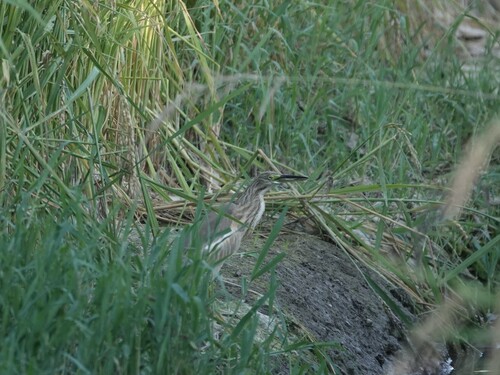 iNaturalist image