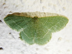 Phaiogramma etruscaria