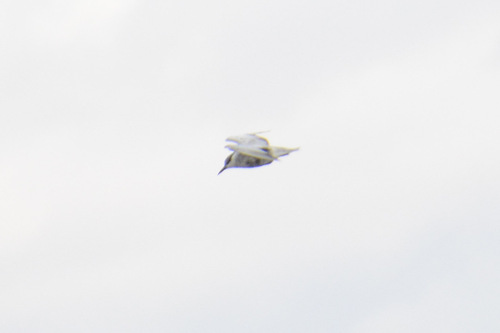 iNaturalist image