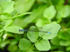 Acanthagrion quadratum
