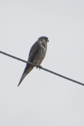 Eurasian Kestrel
