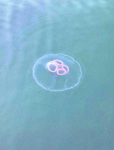 Common Moon Jelly