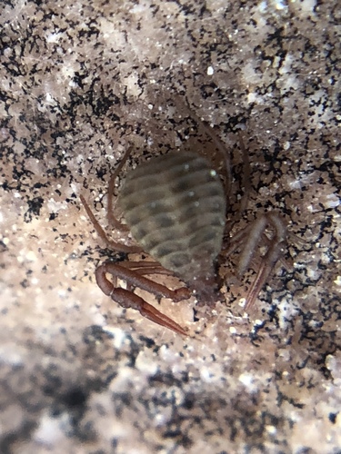 Pseudogarypus bicornis