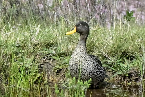 iNaturalist image