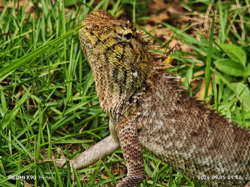 Wang’s Garden Lizard