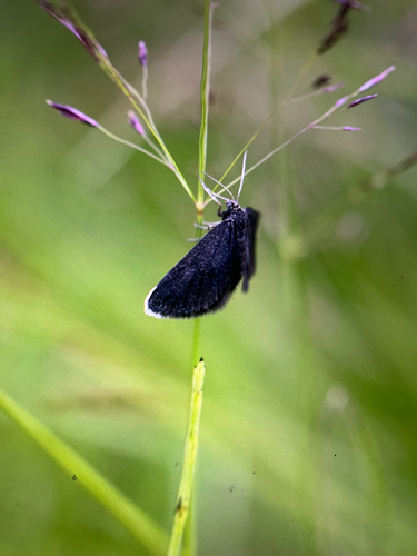 Chimney-sweeper