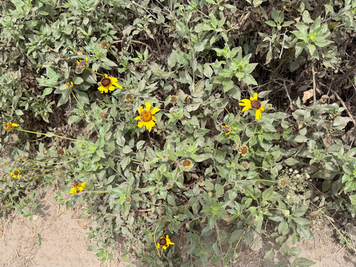 iNaturalist observation photo of California brittlebush
