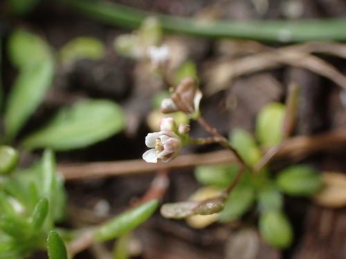 Draba verna, photograph 1
