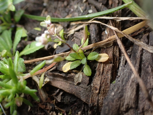 Draba verna, photograph 2