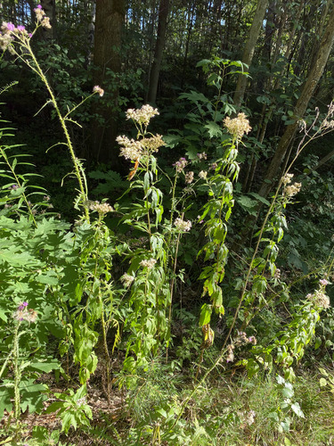 hemp agrimony