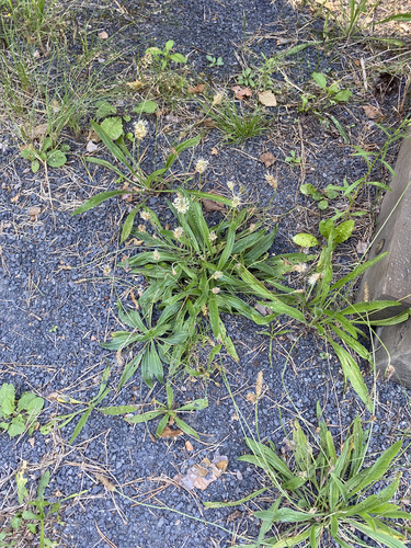 ribwort plantain