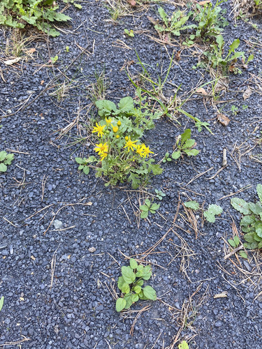ragwort