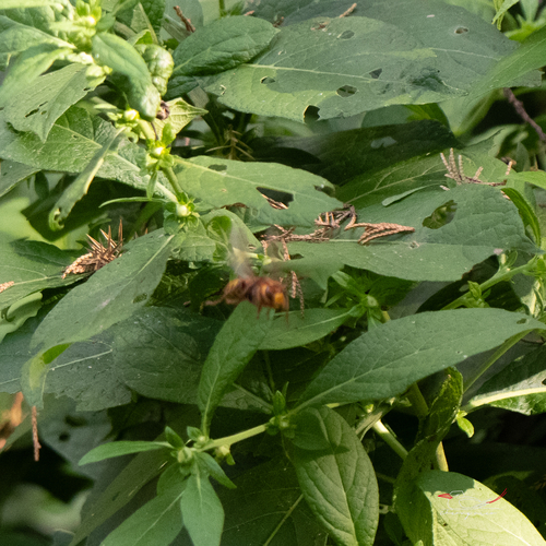 European Hornet