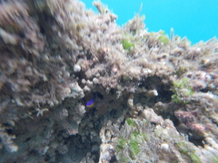 Stegastes flavilatus