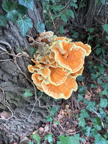 chicken of the woods