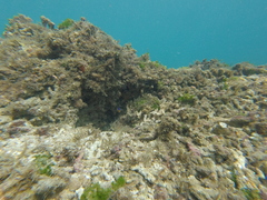 Stegastes flavilatus