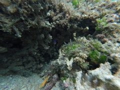 Stegastes flavilatus