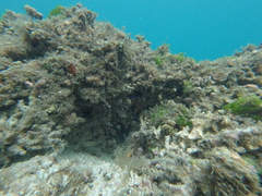 Stegastes flavilatus