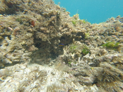 Stegastes flavilatus