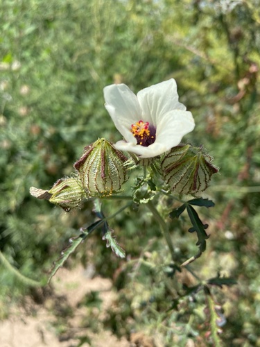 flower-of-an-hour