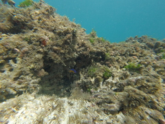 Stegastes flavilatus